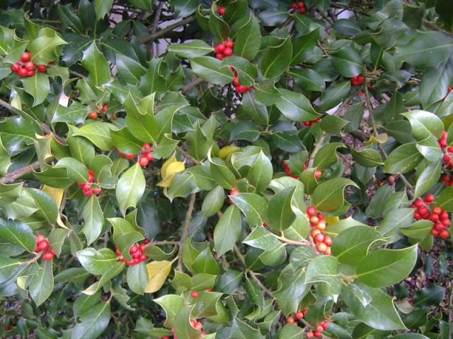 Ilex aquifolium (Agrifoglio)